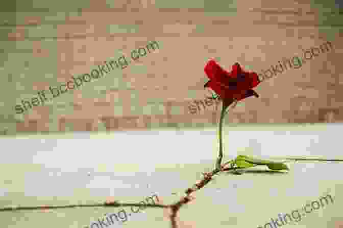 A Beautiful Red Rose Blooming Amidst Cracked Concrete, Symbolizing Resilience And Hope. The Rose That Grew From Concrete