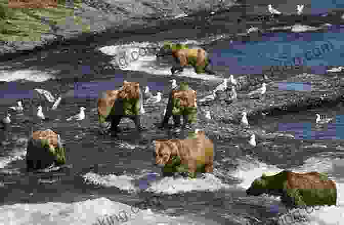 A Brown Bear Fishing For Salmon In The McNeil River In Wild Trust: Larry Aumiller S Thirty Years Among The McNeil River Brown Bears