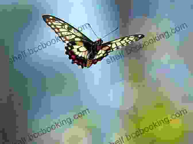 A Butterfly In Flight. Caterpillars Bugs And Butterflies: Take Along Guide (Take Along Guides)