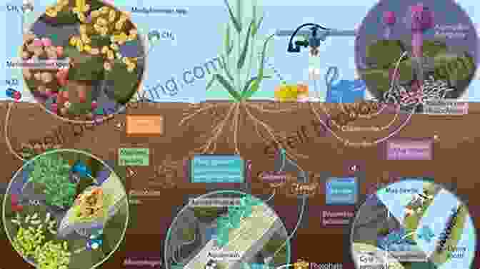A Close Up Of Fertile Soil Teeming With Microorganisms Teaming With Nutrients: The Organic Gardener S Guide To Optimizing Plant Nutrition