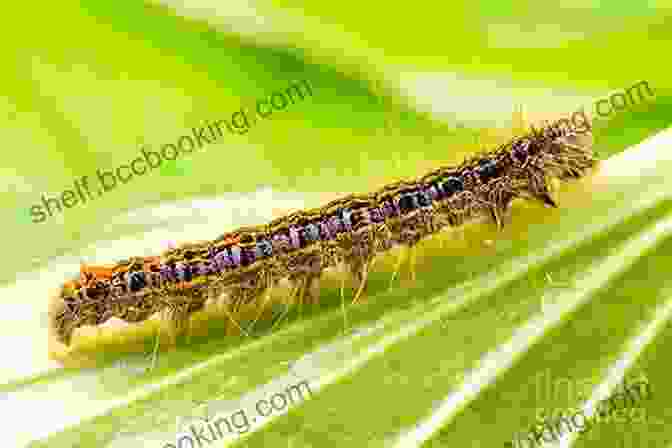 A Colorful Caterpillar Crawling On A Leaf. Caterpillars Bugs And Butterflies: Take Along Guide (Take Along Guides)