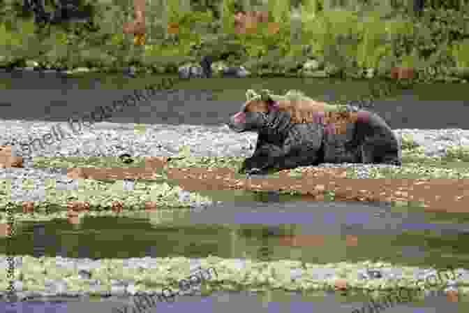A Family Of Brown Bears Resting On The Riverbank In Wild Trust: Larry Aumiller S Thirty Years Among The McNeil River Brown Bears