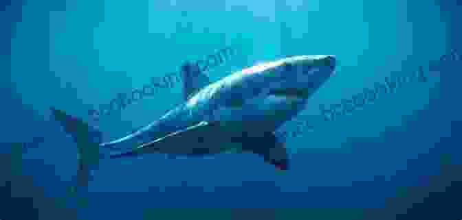 A Great White Shark Swimming In The Ocean. Facts About Sharks: Facts Diet Habitat Information