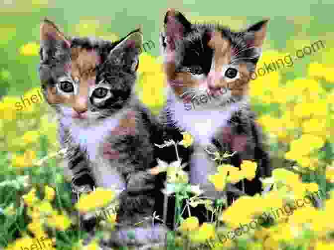 A Group Of Adorable Kittens Playing In A Field Of Flowers Firelight Friends #10 (Magic Kitten) Sue Bentley