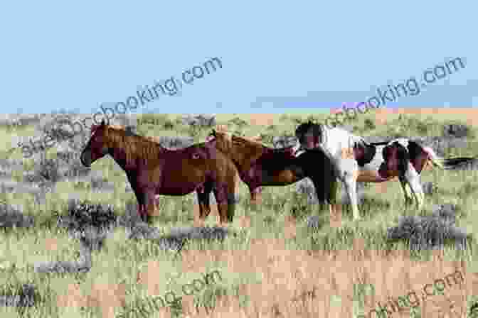 A Herd Of Wild Mustangs Grazing Peacefully In A Meadow The American Mustang Guidebook: History Behavior And State By State Directions On Where To Best View America S Wild Horses (Willow Creek Guides)