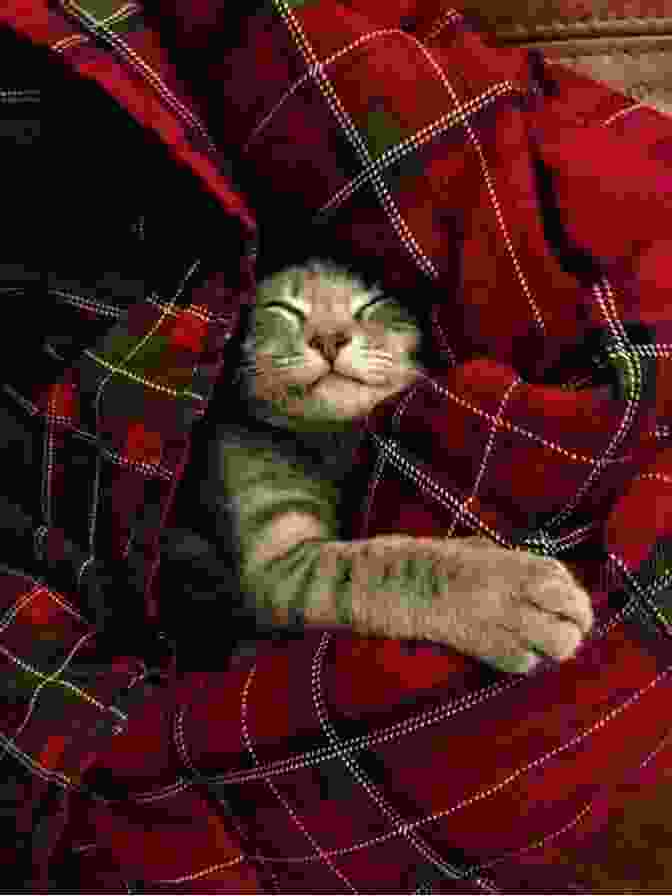 A Kitten Snuggled Up In A Cozy Blanket Firelight Friends #10 (Magic Kitten) Sue Bentley