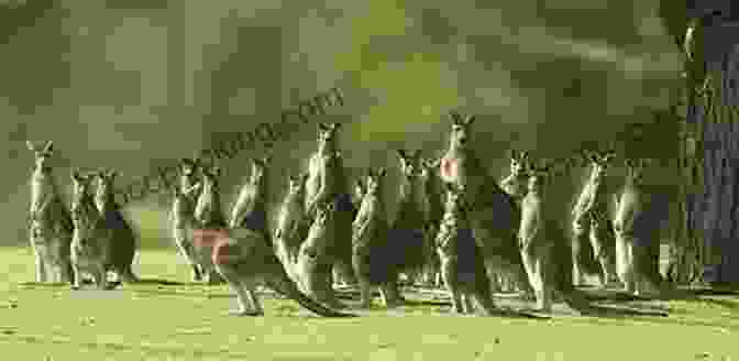 A Mob Of Kangaroos Grazing In The Outback Stilwater: Finding Wild Mercy In The Outback