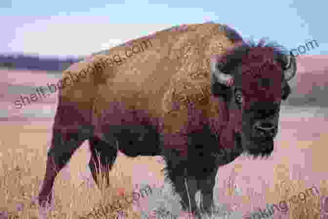A Photo Of A Bison In Manitoba G Is For Golden Boy: A Manitoba Alphabet (Discover Canada Province By Province)