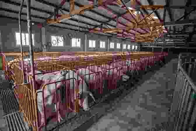 A Photo Of A Pig In A Factory Farm No Picnic Julian Thompson