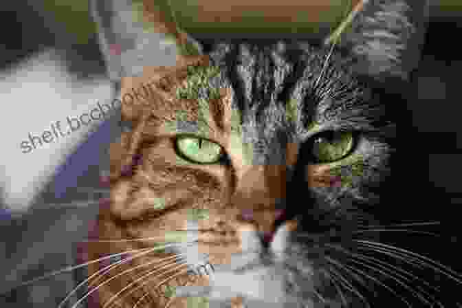 A Small, Brown Tabby Cat With Big, Green Eyes. My Little Stray Cat 5 Lynsay Sands