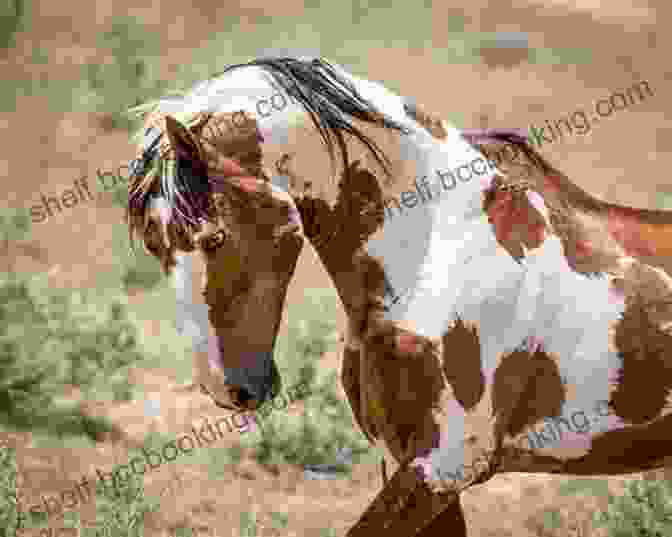 A Stunning Close Up Portrait Of A Wild Mustang, Capturing Its Captivating Spirit The American Mustang Guidebook: History Behavior And State By State Directions On Where To Best View America S Wild Horses (Willow Creek Guides)