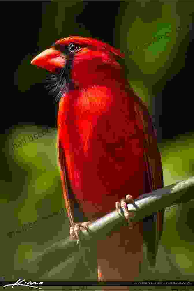 A Vibrant Red Bird Perched On A Branch, Symbolizing The Transformative Power Of Language Gift Of The Red Bird: The Story Of A Divine Encounter