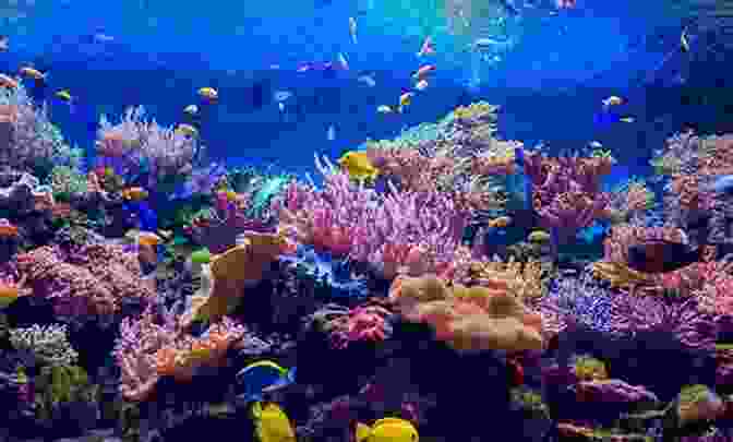 A Vibrant Underwater World Filled With Coral Reefs, Tropical Fish, And Marine Life. A Drop In The Ocean