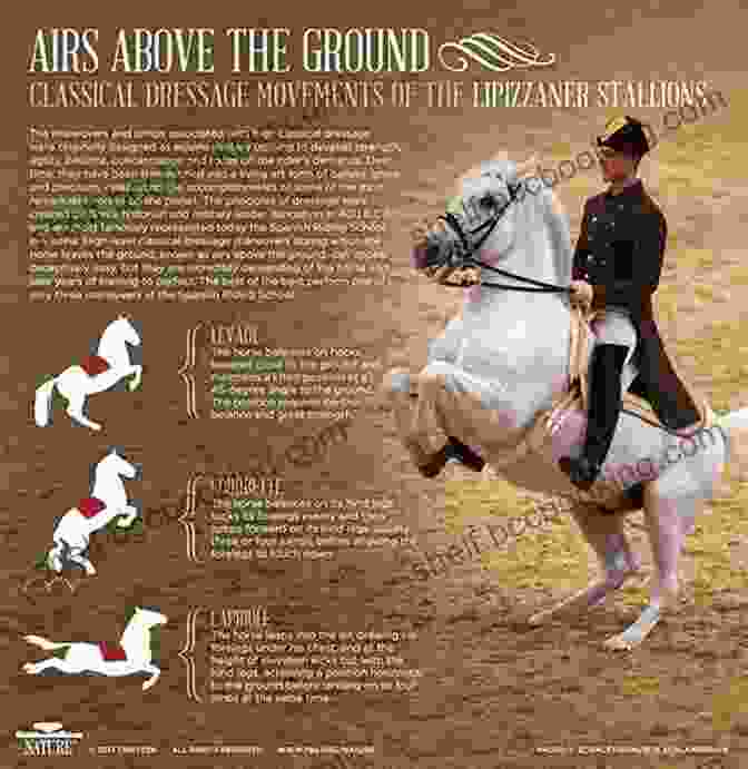 A Western Dressage Horse Performing A Graceful Movement 101 Western Dressage Exercises For Horse Rider (Read Ride)