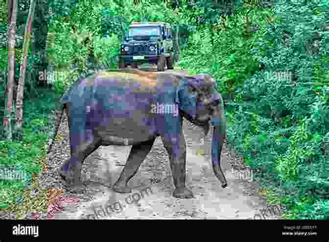 An Elephant Crossing The Road In Yala National Park, Sri Lanka Cruising Highways Into Cuba Back To The Balkans And Through Sri Lanka