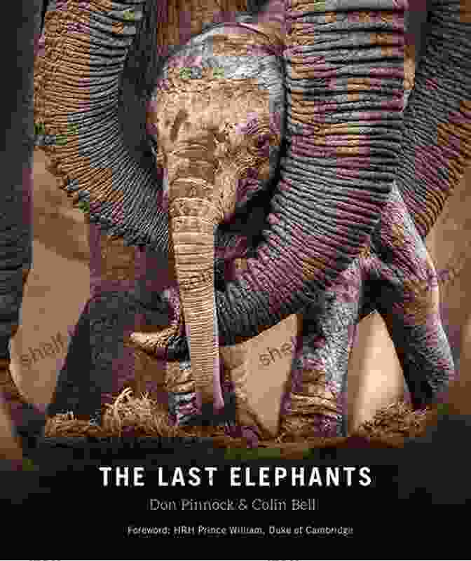 Black Elephants Book Cover Black Elephants: A Memoir Karol Nielsen
