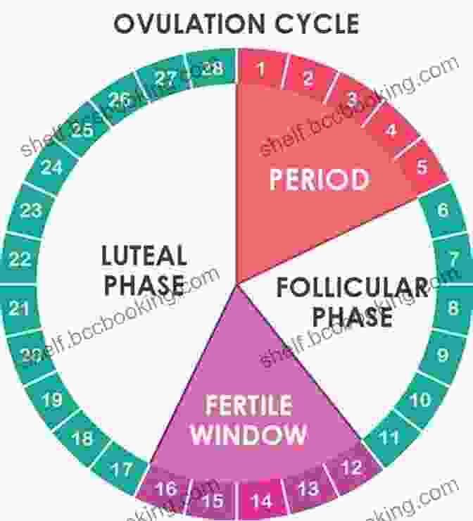 Chart Tracking The Menstrual Cycle And Ovulation Window The Impatient Woman S Guide To Getting Pregnant