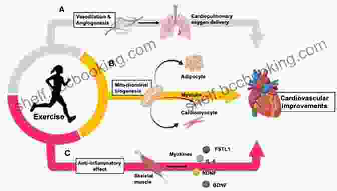 Diagram Of The Cardiovascular And Respiratory Systems During Exercise Physiological Aspects Of Sport Training And Performance