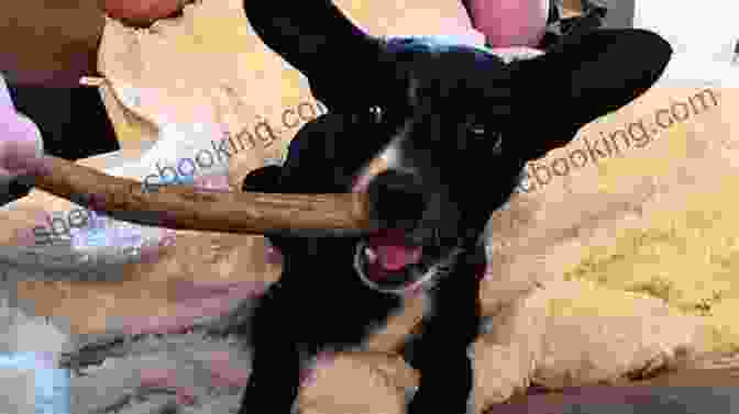 Dog Growling Over A Bone Mine A Pratical Guide To Resource Guarding In Dogs