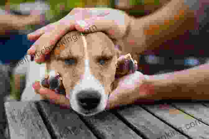 Dog Owner Petting A Dog While It Eats Mine A Pratical Guide To Resource Guarding In Dogs