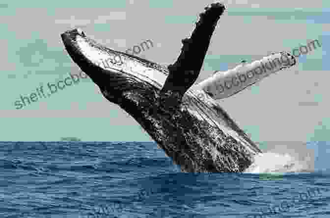 Humpback Whales Breaching The Ocean's Surface, As Seen In The Book Why The Whales Came Michael Morpurgo