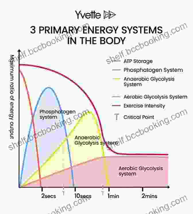 Illustration Of Energy Pathways During Exercise Physiological Aspects Of Sport Training And Performance