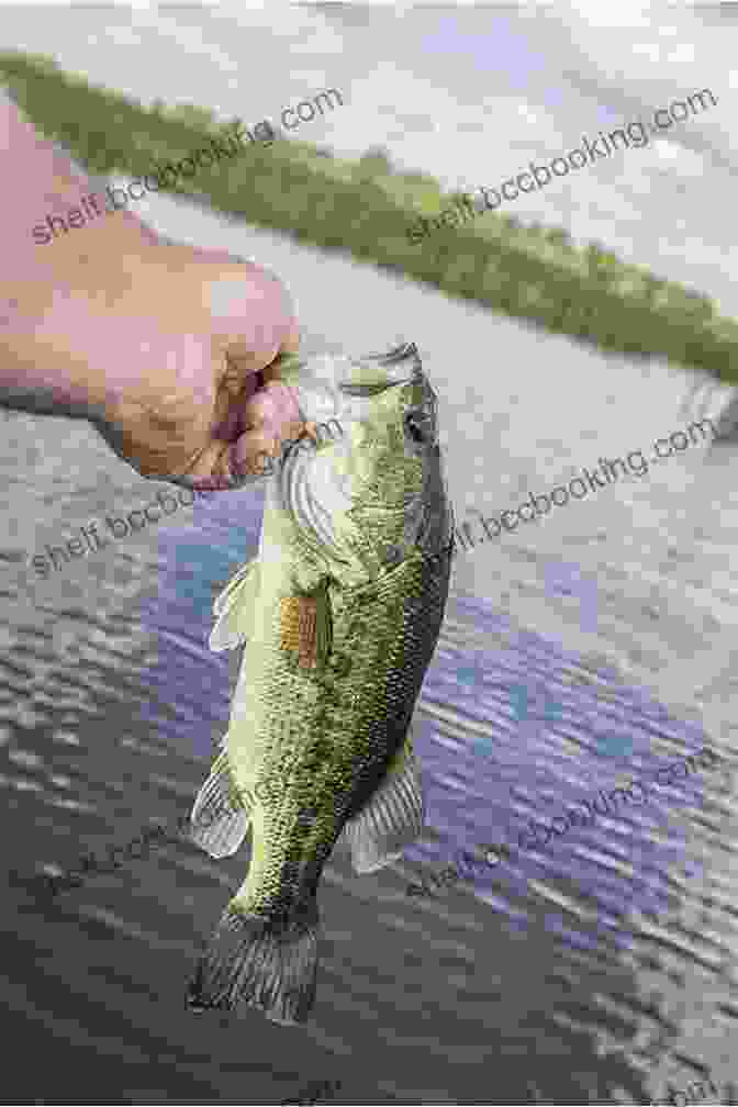 Image Of A Person Holding A Largemouth Bass The Total Fishing Manual: 317 Essential Fishing Skills (Field Stream)