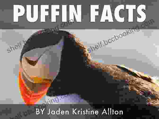 Informative Page Sharing Fun Facts And Educational Tidbits About Puffins P Is For Puffin: A Newfoundland And Labrador Alphabet (Discover Canada Province By Province)
