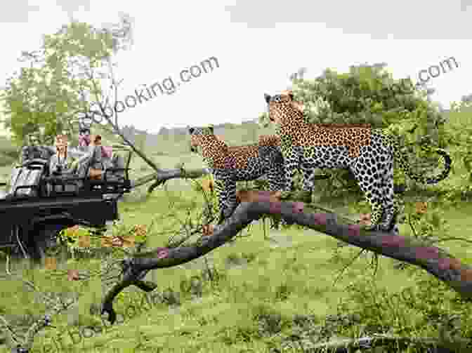 Kruger National Park 101 Kruger Tales: Extraordinary Stories From Ordinary Visitors To The Kruger National Park