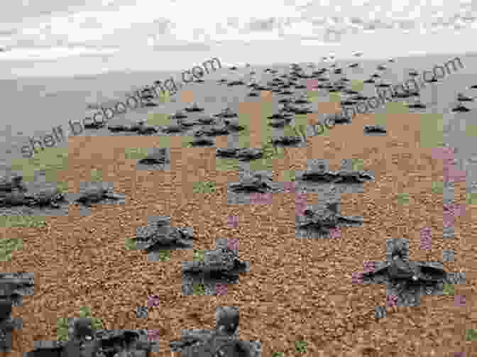 Sea Turtle Hatchlings Crawling To The Ocean Sea Turtles Sea Turtle For Kids Fun Facts And Sensational Full Color Pictures