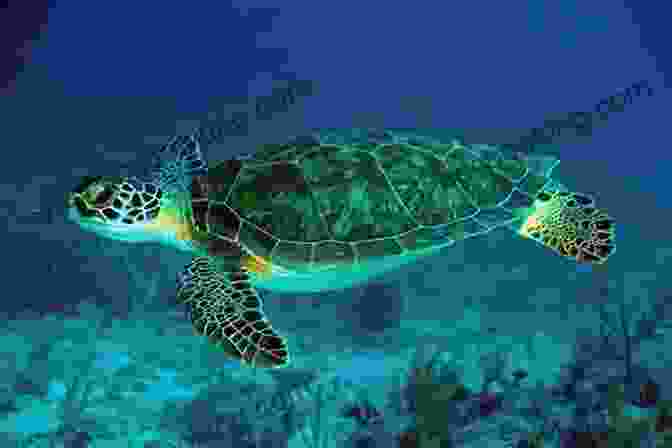 Sea Turtle Swimming In The Ocean Sea Turtles Sea Turtle For Kids Fun Facts And Sensational Full Color Pictures