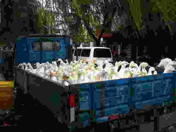 Stanley's Truck Filled With Quaking Ducks Truck Full Of Ducks Ross Burach