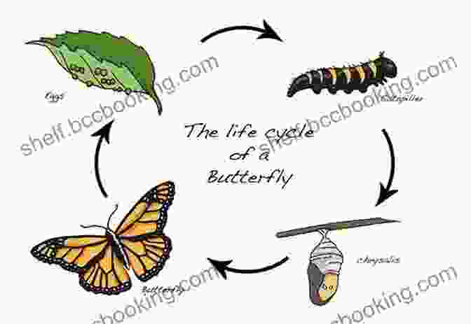 The Stages Of Metamorphosis From Caterpillar To Butterfly. Caterpillars Bugs And Butterflies: Take Along Guide (Take Along Guides)