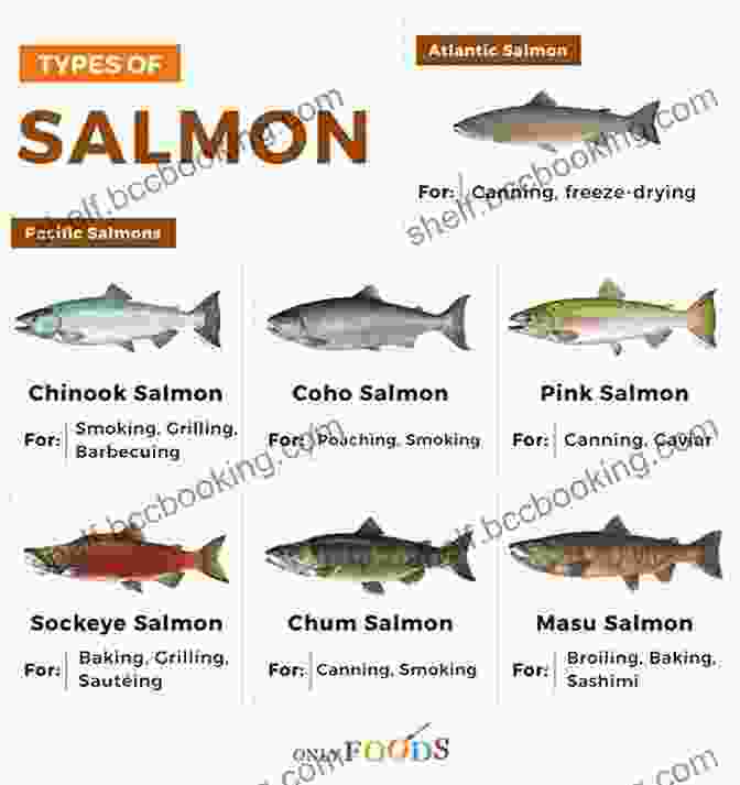 Three Different Species Of Salmon Plug Fishing For River Salmon