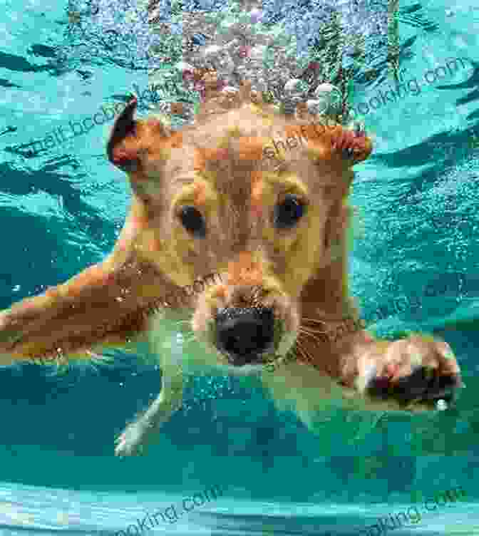 Underwater Dogs Kids Edition Cover Featuring A Playful Golden Retriever Underwater With A Big Smile Underwater Dogs: Kids Edition Seth Casteel