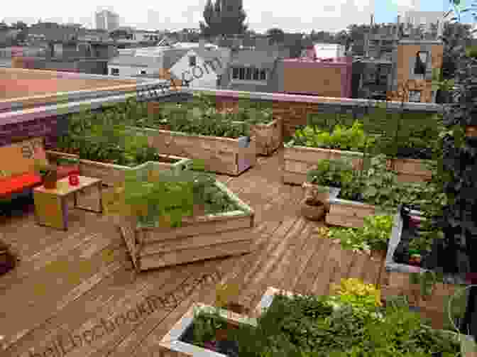 Vibrant Rooftop Garden With Lush Vegetables And Herbs Rooftop Urban Agriculture Rakesh V Vohra