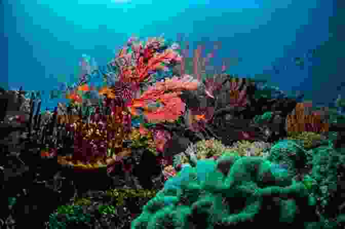 Vibrant Underwater Scene On The Great Barrier Reef ROAD TRIP AROUND OZ IN 61 DAYS: DISCOVERING THE TREASURES OF AUSTRALIA
