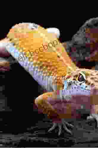 Leopard Gecko Care Guide For Beginner: Every Thing You Need To Know About Leopard Gecko